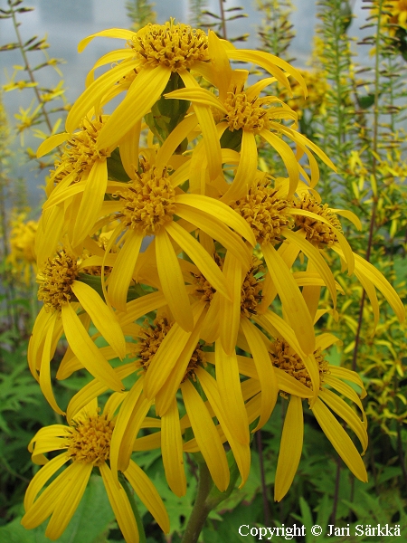 Ligularia 'New Star', terttunauhus